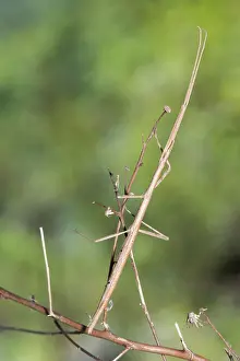Antenna: French stick insect (Clonopsis gallica) climbing a dry twig, Piedmont, Italy