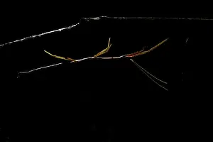 Gallica: French Stick Insect (Clonopsis gallica) at night