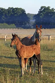 Mares: French Trotter in the Haras de la Brosse of Pin
