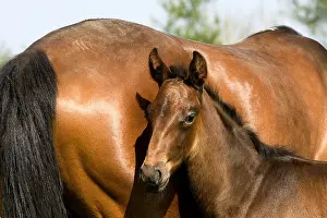 Home: French trotter horse, mare with foal, Normandy