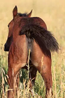 Backs: French Trotter urinating Haras de la Brosse of Pin