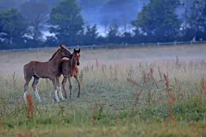 Racehorse: French trotters to Haras du Pin de la Brosse Orne France
