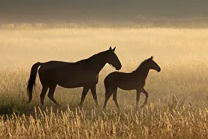 Mares: French trotters to Haras du Pin de la Brosse Orne France