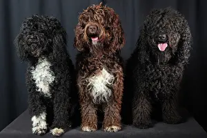 Chestnuts: French Water Dogs on black background