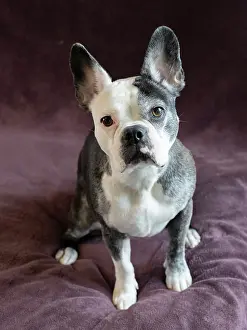 Merrill Images: Frenchton dog studio portrait