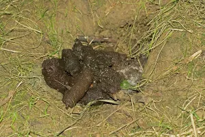 Faeces: Fresh badger dung