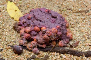 Cassowaries: fresh cassowary droppings