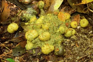 Cassowaries: fresh cassowary droppings