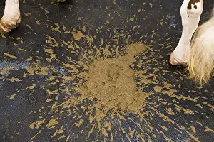 Excretion: A fresh cow dung France