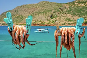 Rope: Fresh octopus drying on the rope on sun with turquoise
