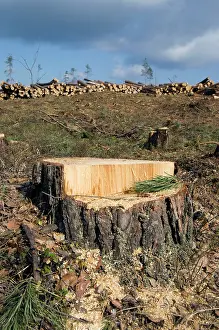 Stacked: Fresh Pine-tree Stump - stacked pine logs left
