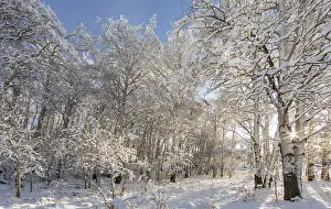 Quaking: Fresh snowfall on autumn quaking aspen trees