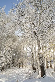 Quaking: Fresh snowfall on autumn quaking aspen trees