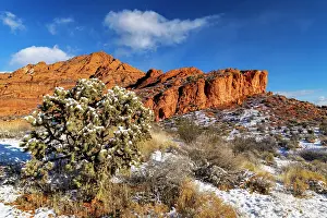 Cholla: Fresh snowfall on cholla cactus and reefs in Red Cliffs