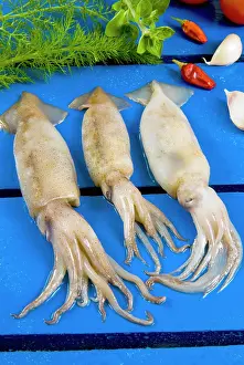 Squid: Fresh squids (Onychoteuthis banksii)