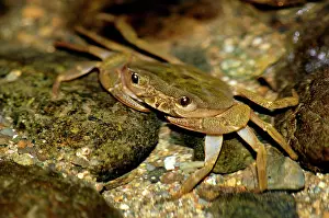Waits: Fresh-water crab (unidentified) waits for prey