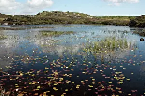 Lochs: Fresh water loch with white water lilies