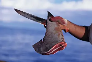 Dorsal: Freshly cut dorsal fin of Scalloped Hammerhead Shark