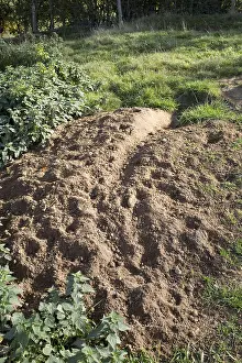 Cotswolds: Freshly excavated soil outside badger sett Cotswolds