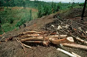 Destructive: Freshly felled trees awaiting charcoal burning in Aberdares