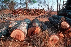 Destructive: Freshly felled trees inmiombo woodland awaiting
