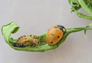 Ladybird: Freshly hatched Seven-spott ladybird (Coccinella