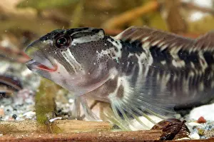 Blenny: Freshwater blenny - adult male - in water