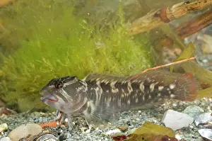 Blenny: Freshwater blenny - adult male - in water