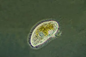 Ciliates: Freshwater Ciliates