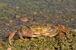 Fluviatile: Freshwater Crab
