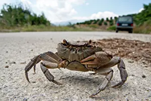 Freshwater Crab