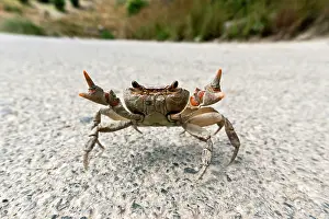 Kriti: Freshwater Crab