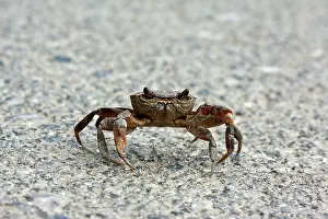 Kriti: Freshwater Crab