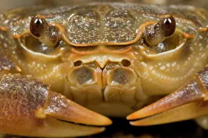 Fluviatile: Freshwater Crab - head close up