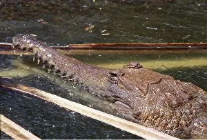 Elizabeth Bomford: Freshwater Crocodile