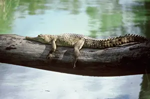 Crocodylia: Freshwater Crocodile