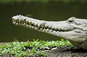 Crocodilia: Freshwater crocodile