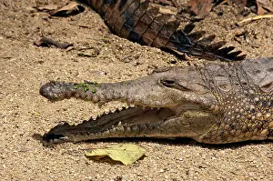 Lose: Freshwater Crocodile - gaping to lose heat - captive