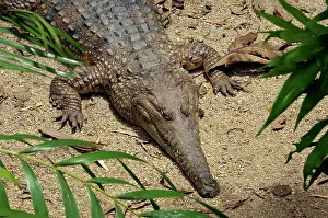 Johnstoni: Freshwater Crocodile - resting - captive
