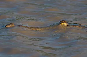 Billabong: Freshwater Crocodile - resting on surface of billabong