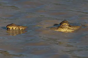 Billabong: Freshwater Crocodile - resting on surface of billabong