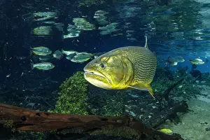 Characiformes: Freshwater Dorado, (Salminus brasiliensis), Recanto