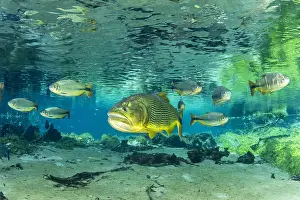Characiformes: Freshwater Dorado, (Salminus brasiliensis) and Piraputanga