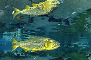 Characiformes: Freshwater Dorado, (Salminus brasiliensis) reflecting