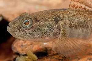 Gobies: Freshwater Goby