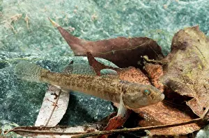 Gobies: Freshwater Goby