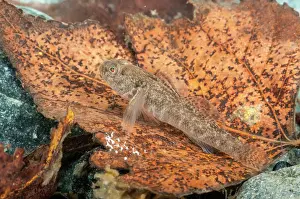 Gobies: Freshwater Goby (Padogobius bonelli) in its natural