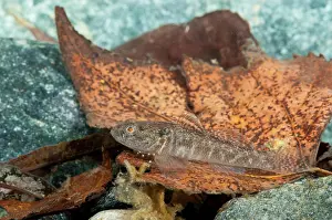 Goby: Freshwater Goby (Padogobius bonelli) in its natural environment, Piedmont, Italy