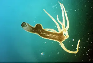 Emma Coghlan: FRESHWATER HYDROZOA - x5 magnification