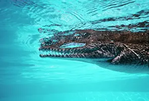 Johnstoni: Freshwater / Johnston Crocodile